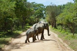 Elephant safari