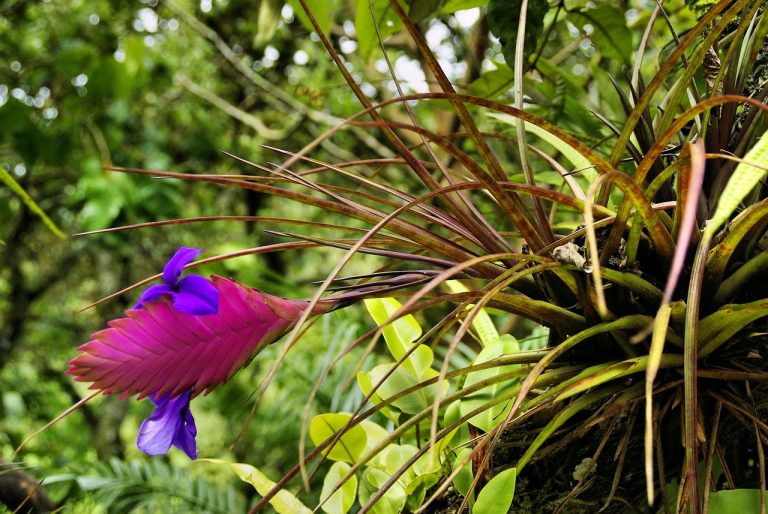 La beauté de la nature luxuriante de la forêt amazonienne