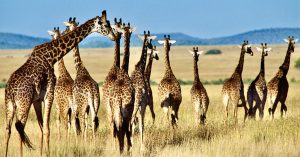 Les 10 conseils pour choisir un bon voyagiste pour un Safari en Tanzanie réussi
