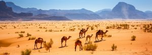 Top 10 des Choses à Faire lors d'un Voyage Organisé en Jordanie : Les Conseils de Globe-Trotter Lucas