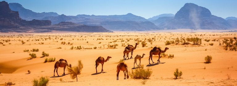 Top 10 des Choses à Faire lors d’un Voyage Organisé en Jordanie : Les Conseils de Globe-Trotter Lucas