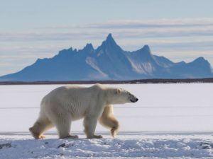 « L’essor des croisières polaires : une aventure au bout du monde »