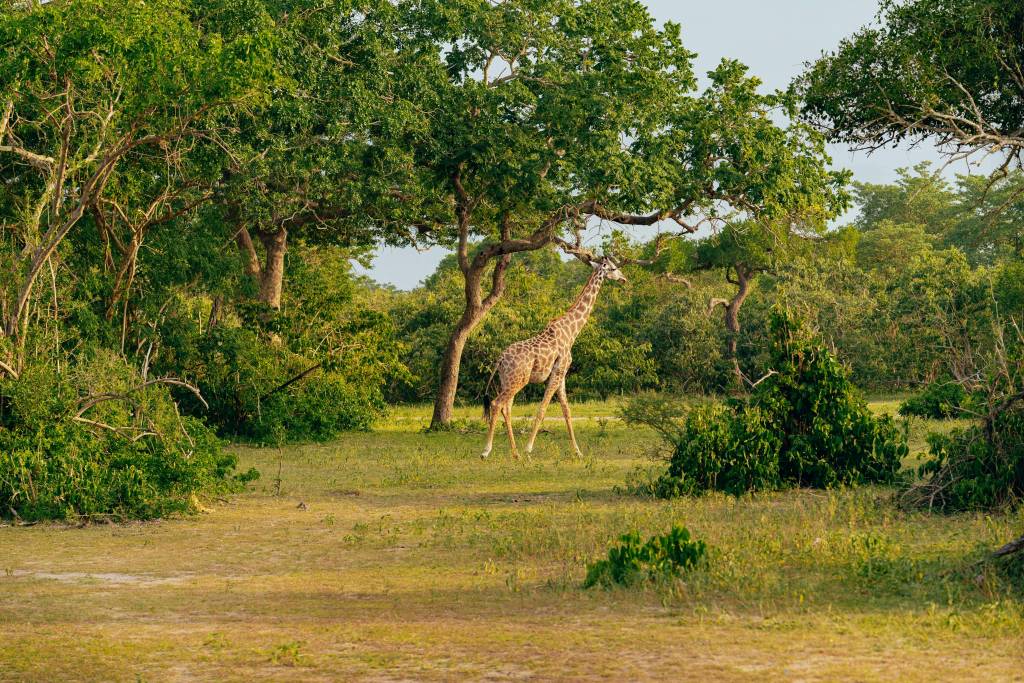 Safari botswana : découvrir le parc national de chobe